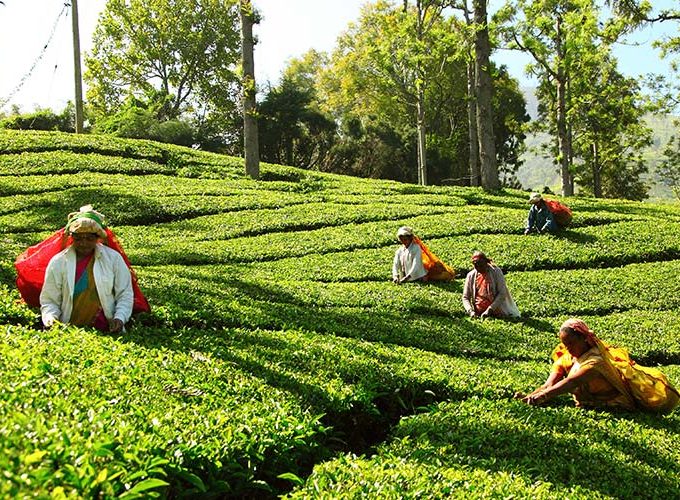 Organising tou packages, Trekking & Hiking in Sri Lanka